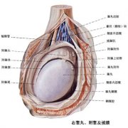 呼和浩特睾丸肿块　