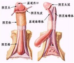 包皮内侧红肿 