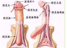 包皮过长佳的手术时间
