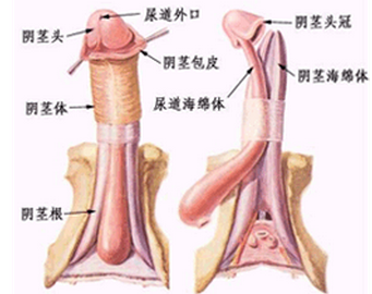 什么样是包皮过长