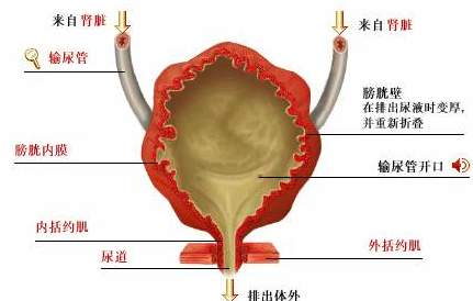 神经性膀胱功能障碍怎么治疗？